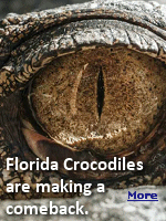 Say the word crocodile and many people think of Australia, the Amazon or even those National Geographic specials showing huge reptiles ambushing wildebeests crossing rivers. But there are also American crocodiles. The Florida Fish and Wildlife Conservation Commission estimated the number of Florida crocodiles have increased to as many as 1,500 to 2,000 adults, coming back from an estimated 300 in 1975. 